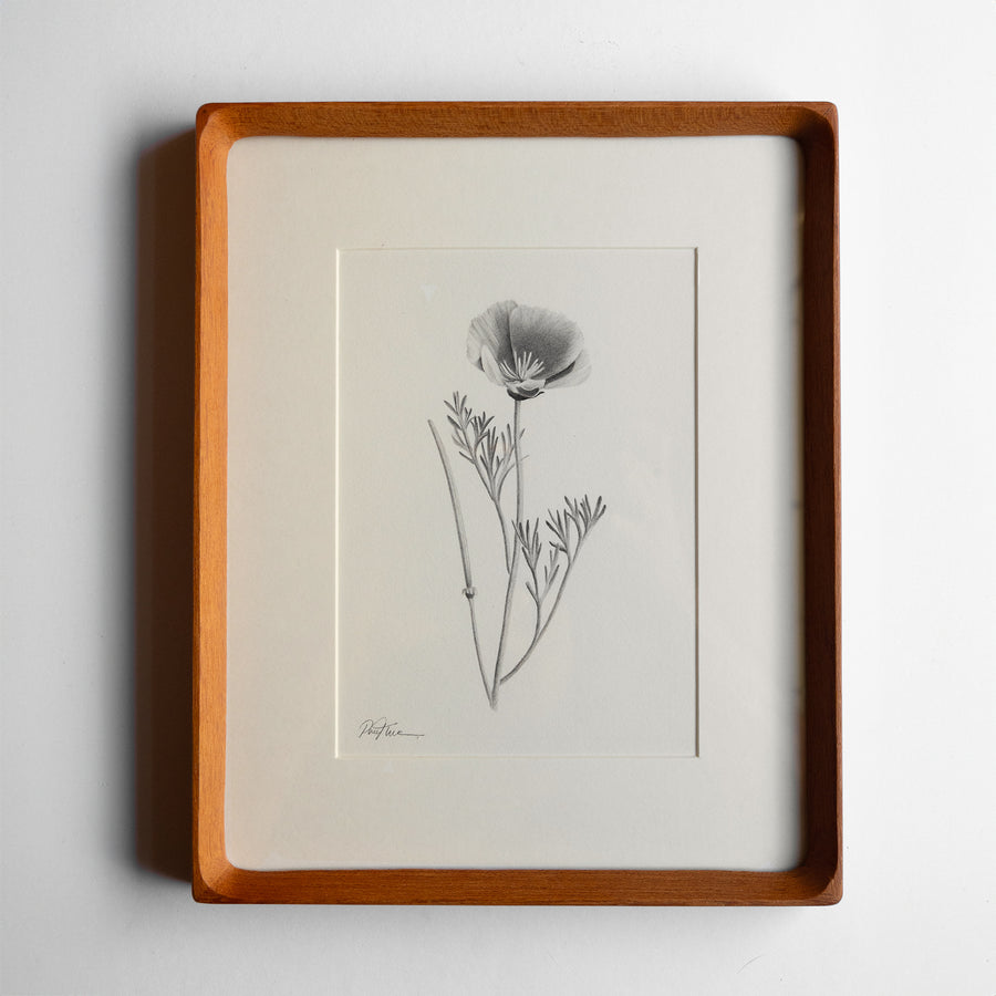 Parker Thornton California Poppy
