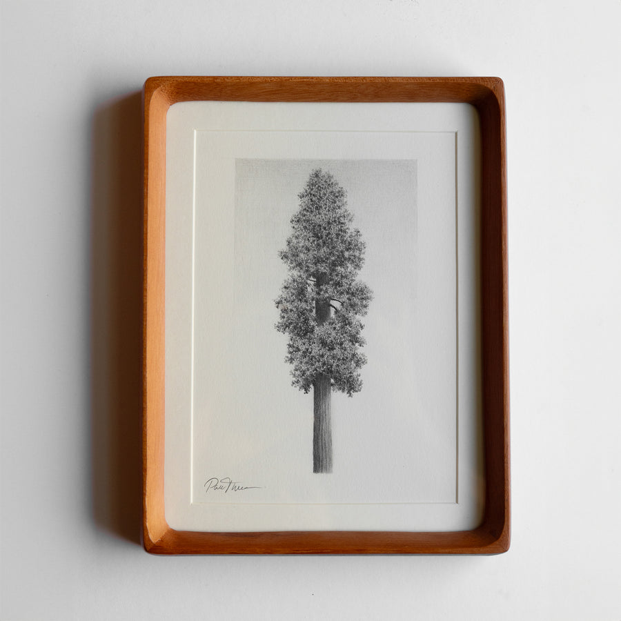 Framed Pencil drawing of a Redwood on a white background