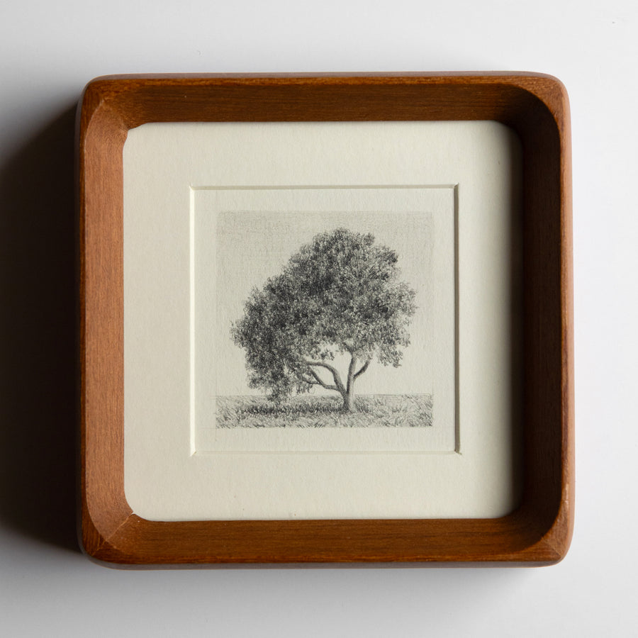 Framed drawingt of a Madrone tree on a white background