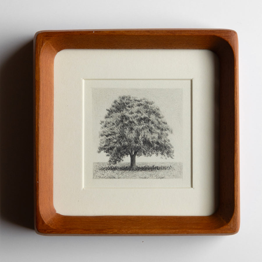 Framed drawing of Coast Live oak tree on white background 