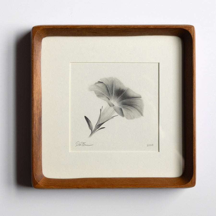 Framed Moring Glory flower drawing on a white background