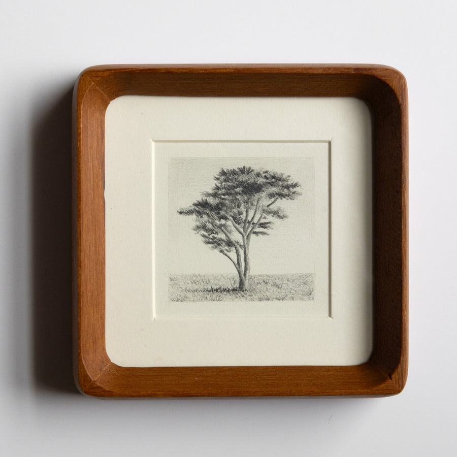 Framed artwork of a Monterey Cypress tree on a white background