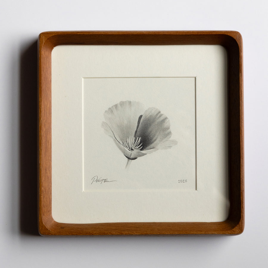 Framed Poppy flower drawing on a white background