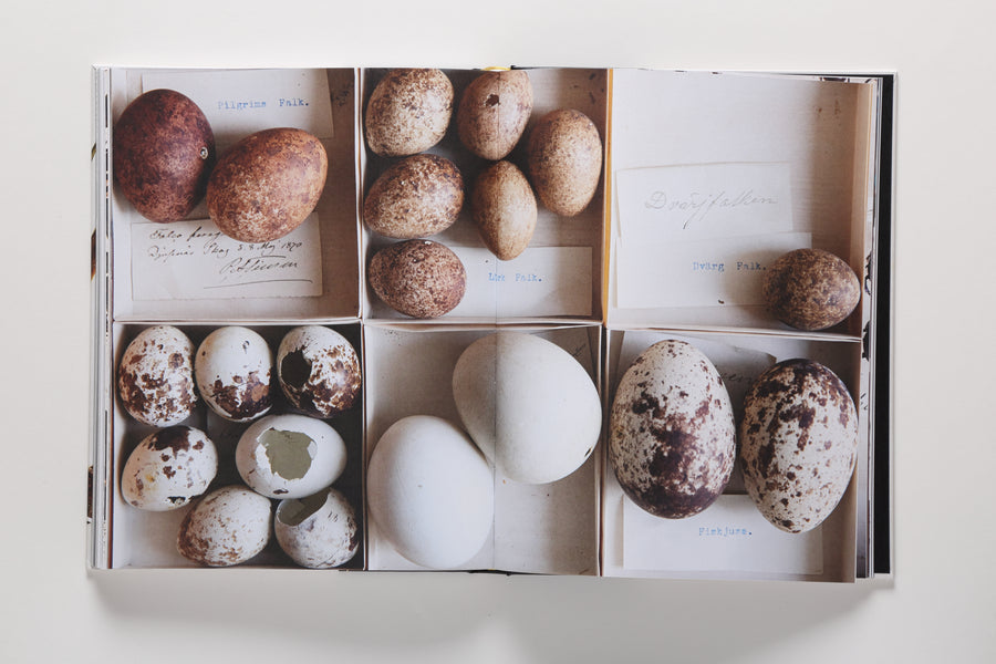 Collecting Nature: The History of the Herbarium and Natural Specimens 4